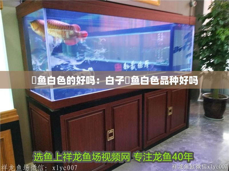 魟魚白色的好嗎：白子魟魚白色品種好嗎 魟魚白色的好嗎：白子魟魚白色品種好嗎 魟魚百科 第2張
