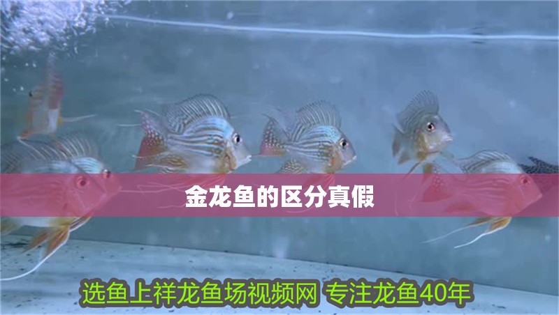 金龍魚的區(qū)分真假