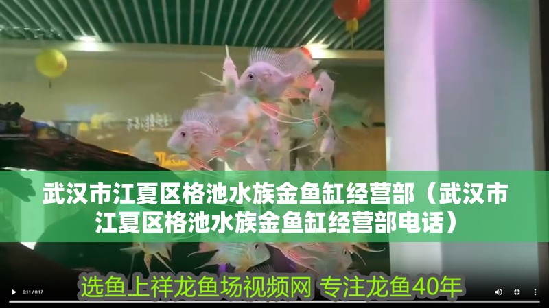 武漢市江夏區格池水族金魚缸經營部(武漢市江夏區格池水族金魚缸經營部電話) 全國水族館企業名錄 第2張 武漢市江夏區格池水族金魚缸經營部(武漢市江夏區格池水族金魚缸經營部電話) 武漢市江夏區格池水族金魚缸經營部(武漢市江夏區格池水族金魚缸經營部電話) 全國水族館企業名錄 第2張