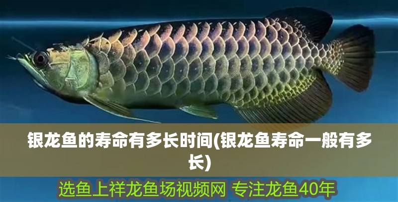 銀龍魚的壽命有多長時間(銀龍魚壽命一般有多長) 銀龍魚的壽命有多長時間(銀龍魚壽命一般有多長) 銀龍魚百科