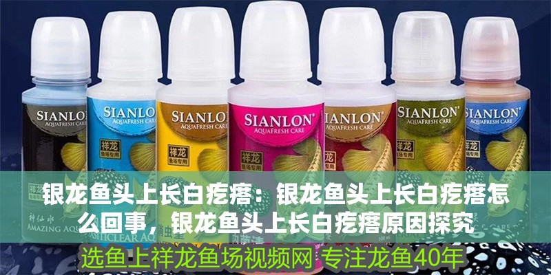 銀龍魚頭上長白疙瘩：銀龍魚頭上長白疙瘩怎么回事，銀龍魚頭上長白疙瘩原因探究