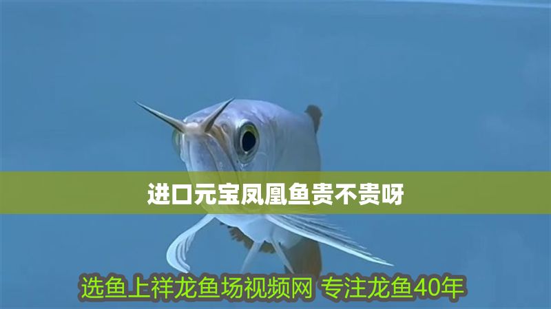 進口元寶鳳凰魚貴不貴呀 進口元寶鳳凰魚貴不貴呀 元寶鳳凰魚百科 第2張