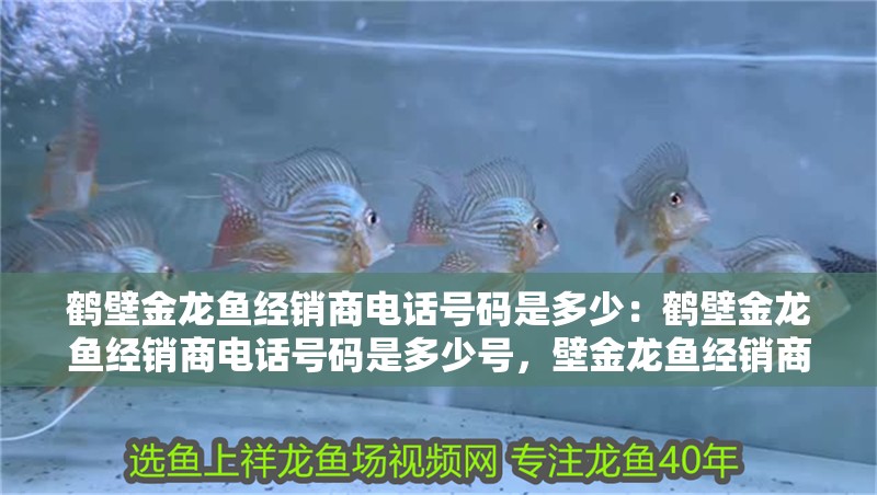 鶴壁金龍魚經銷商電話號碼是多少：鶴壁金龍魚經銷商電話號碼是多少號，壁金龍魚經銷商