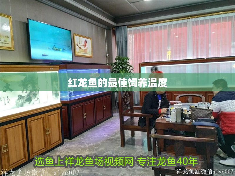 紅龍魚的最佳飼養(yǎng)溫度 龍魚百科 第2張 紅龍魚的最佳飼養(yǎng)溫度 紅龍魚的最佳飼養(yǎng)溫度 龍魚百科 第2張