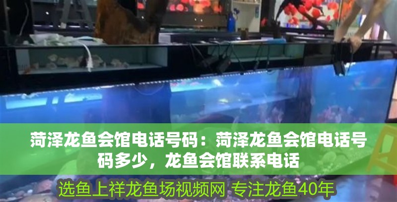 菏澤龍魚(yú)會(huì)館電話號(hào)碼：菏澤龍魚(yú)會(huì)館電話號(hào)碼多少，龍魚(yú)會(huì)館聯(lián)系電話