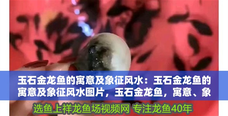 玉石金龍魚的寓意及象征風水：玉石金龍魚的寓意及象征風水圖片，玉石金龍魚，寓意、象征與