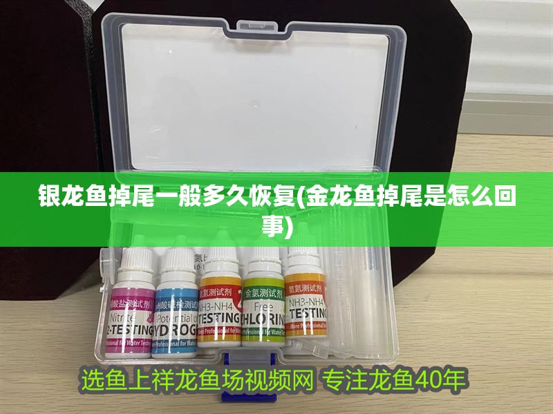 銀龍魚掉尾一般多久恢復(金龍魚掉尾是怎么回事)