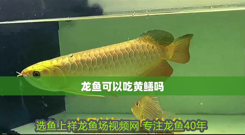 龍魚可以吃黃鱔嗎