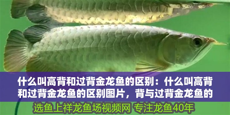 什么叫高背和過背金龍魚的區別:什么叫高背和過背金龍魚的區別圖片,背與過背金龍魚的區別解析 水族問答 什么叫高背和過背金龍魚的區別:什么叫高背和過背金龍魚的區別圖片,背與過背金龍魚的區別解析 什么叫高背和過背金龍魚的區別:什么叫高背和過背金龍魚的區別圖片,背與過背金龍魚的區別解析 水族問答