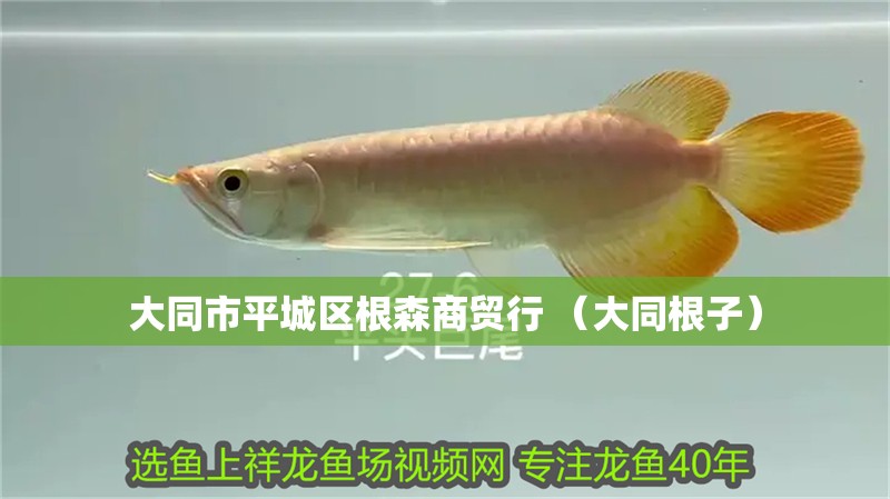 大同市平城區根森商貿行 （大同根子）