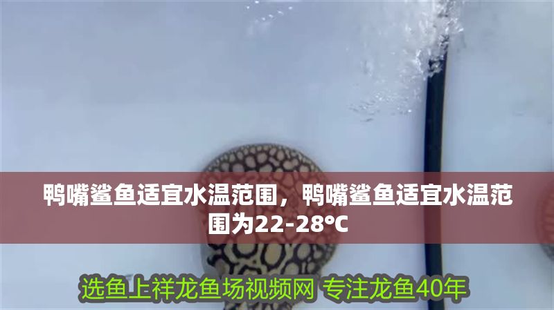 鴨嘴鯊魚適宜水溫范圍，鴨嘴鯊魚適宜水溫范圍為22-28℃ 鴨嘴鯊魚適宜水溫范圍，鴨嘴鯊魚適宜水溫范圍為22-28℃ 虎魚百科 第2張