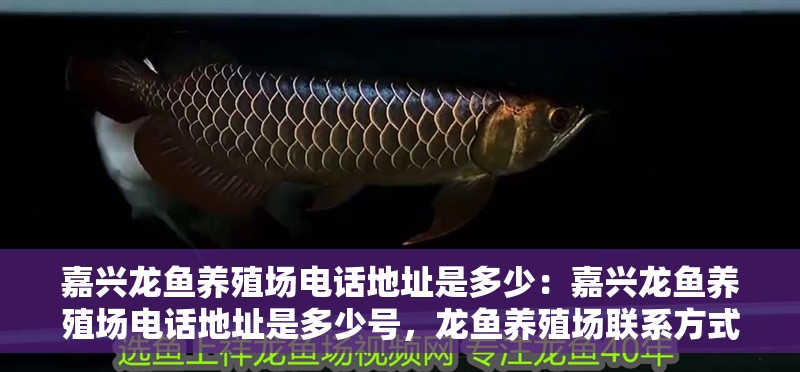 嘉興龍魚養殖場電話地址是多少：嘉興龍魚養殖場電話地址是多少號，龍魚養殖場聯系方式及