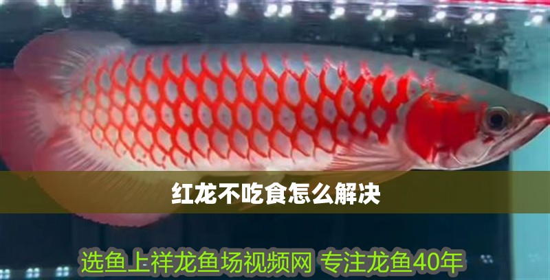 紅龍不吃食怎么解決