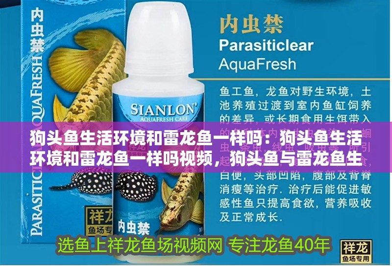 狗頭魚生活環境和雷龍魚一樣嗎：狗頭魚生活環境和雷龍魚一樣嗎視頻，狗頭魚與雷龍魚生活環境對比