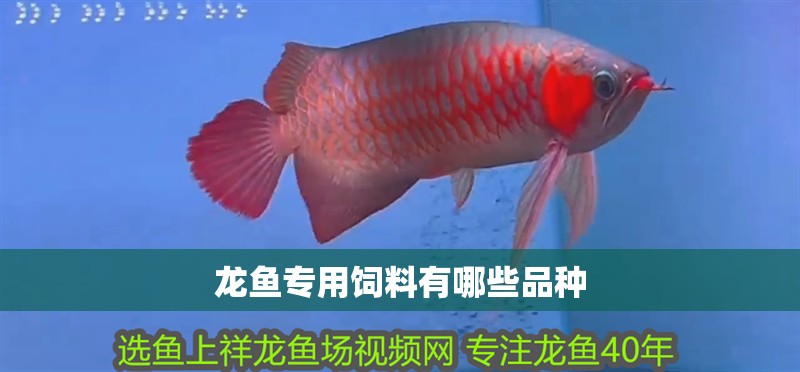 龍魚專用飼料有哪些品種 龍魚專用飼料有哪些品種 龍魚百科 第4張