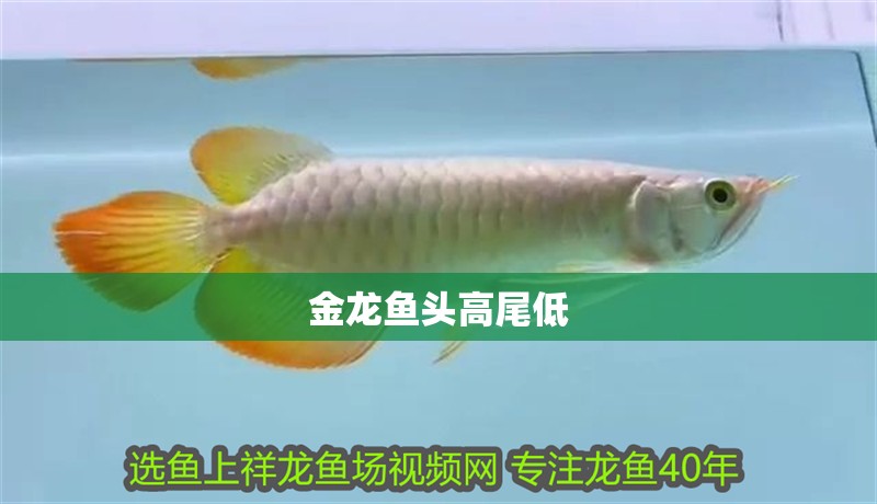 金龍魚頭高尾低