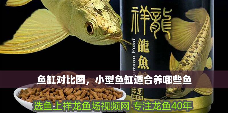 魚缸對比圖，小型魚缸適合養哪些魚