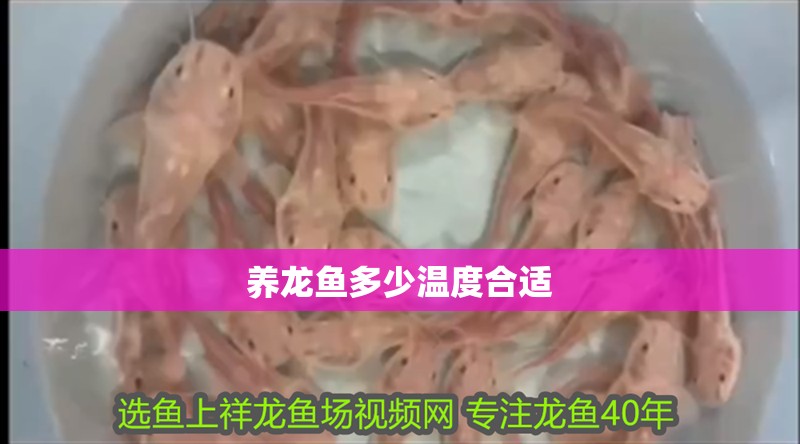 養(yǎng)龍魚多少溫度合適 龍魚百科 第4張 養(yǎng)龍魚多少溫度合適 養(yǎng)龍魚多少溫度合適 龍魚百科 第4張