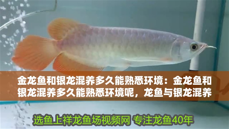 金龍魚和銀龍混養多久能熟悉環境：金龍魚和銀龍混養多久能熟悉環境呢，龍魚與銀龍混養適應環境
