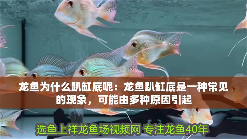 龍魚(yú)為什么趴缸底呢：龍魚(yú)趴缸底是一種常見(jiàn)的現(xiàn)象，可能由多種原因引起