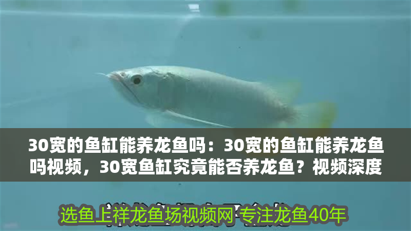 30寬的魚缸能養龍魚嗎：30寬的魚缸能養龍魚嗎視頻，30寬魚缸究竟能否養龍魚？視頻深度解析