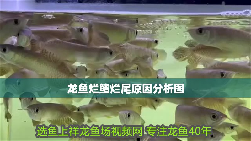 龍魚爛鰭爛尾原因分析圖