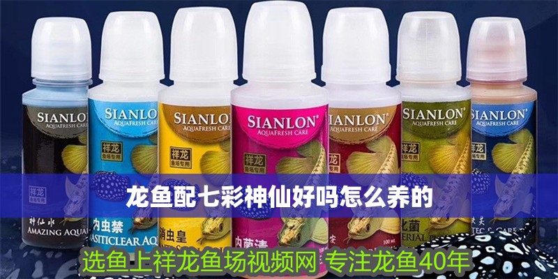 龍魚配七彩神仙好嗎怎么養的