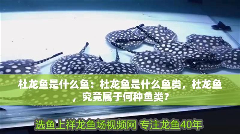 杜龍魚是什么魚：杜龍魚是什么魚類，杜龍魚，究竟屬于何種魚類？ 杜龍魚是什么魚：杜龍魚是什么魚類，杜龍魚，究竟屬于何種魚類？ 水族問答