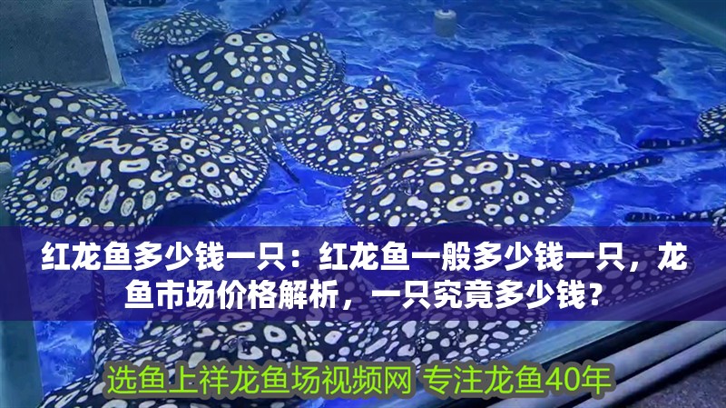 紅龍魚多少錢一只：紅龍魚一般多少錢一只，龍魚市場價格解析，一只究竟多少錢？ 紅龍魚多少錢一只：紅龍魚一般多少錢一只，龍魚市場價格解析，一只究竟多少錢？ 水族問答