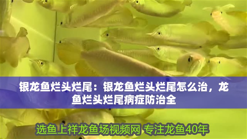 銀龍魚爛頭爛尾：銀龍魚爛頭爛尾怎么治，龍魚爛頭爛尾病癥防治全