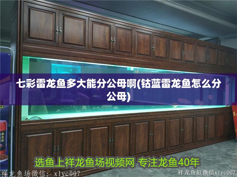 七彩雷龍魚多大能分公母啊(鈷藍雷龍魚怎么分公母) 七彩雷龍魚多大能分公母啊(鈷藍雷龍魚怎么分公母) 錦鯉魚百科 第1張