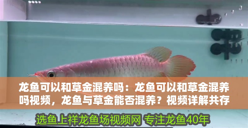龍魚可以和草金混養嗎：龍魚可以和草金混養嗎視頻，龍魚與草金能否混養？視頻詳解共存要點 龍魚可以和草金混養嗎：龍魚可以和草金混養嗎視頻，龍魚與草金能否混養？視頻詳解共存要點 水族問答
