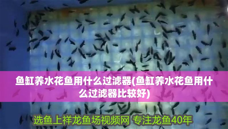 魚缸養水花魚用什么過濾器(魚缸養水花魚用什么過濾器比較好)