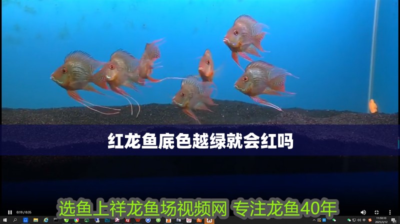 紅龍魚底色越綠就會紅嗎