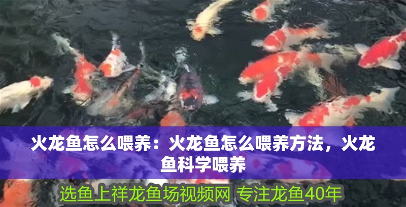 火龍魚怎么喂養(yǎng)：火龍魚怎么喂養(yǎng)方法，火龍魚科學(xué)喂養(yǎng)