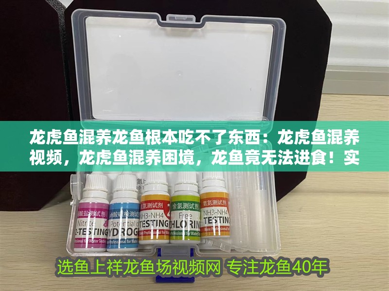 龍虎魚混養龍魚根本吃不了東西：龍虎魚混養視頻，龍虎魚混養困境，龍魚竟無法進食！實拍