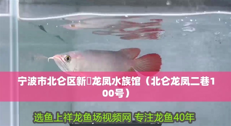 寧波市北侖區(qū)新碶龍鳳水族館（北侖龍鳳二巷100號(hào)）