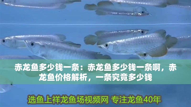 赤龍魚多少錢一條：赤龍魚多少錢一條啊，赤龍魚價格解析，一條究竟多少錢