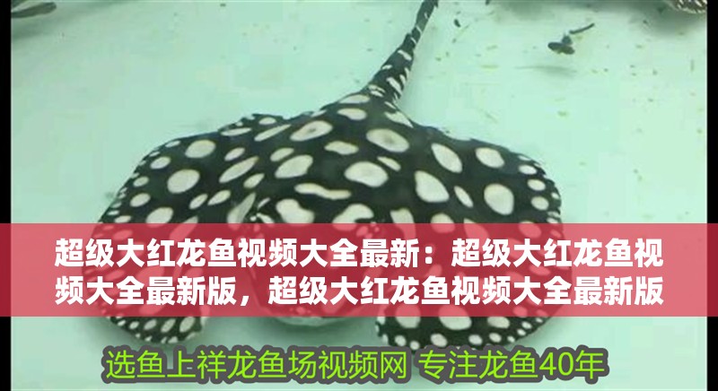 超級大紅龍魚視頻大全最新:超級大紅龍魚視頻大全最新版,超級大紅龍魚視頻大全最新版震撼 水族問答 超級大紅龍魚視頻大全最新:超級大紅龍魚視頻大全最新版,超級大紅龍魚視頻大全最新版震撼 超級大紅龍魚視頻大全最新:超級大紅龍魚視頻大全最新版,超級大紅龍魚視頻大全最新版震撼 水族問答