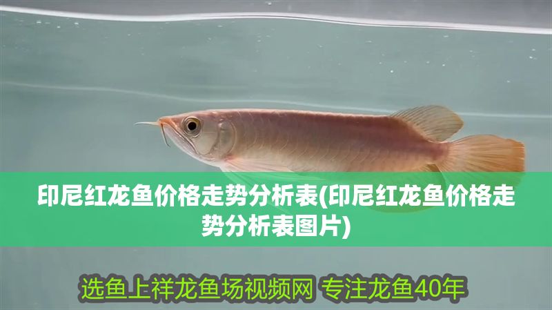印尼紅龍魚價格走勢分析表(印尼紅龍魚價格走勢分析表圖片)