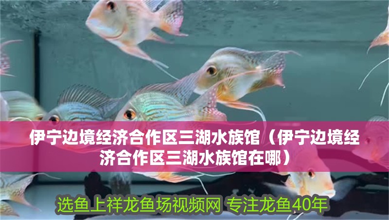 伊寧邊境經濟合作區三湖水族館（伊寧邊境經濟合作區三湖水族館在哪） 伊寧邊境經濟合作區三湖水族館（伊寧邊境經濟合作區三湖水族館在哪） 全國水族館企業名錄 第2張