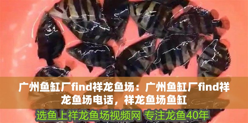 廣州魚缸廠find祥龍魚場：廣州魚缸廠find祥龍魚場電話，祥龍魚場魚缸
