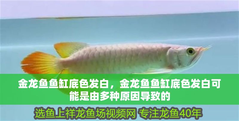 金龍魚魚缸底色發白，金龍魚魚缸底色發白可能是由多種原因導致的