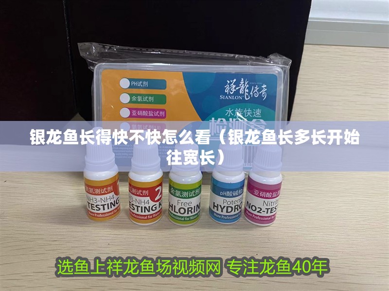 銀龍魚長(zhǎng)得快不快怎么看（銀龍魚長(zhǎng)多長(zhǎng)開始往寬長(zhǎng)）