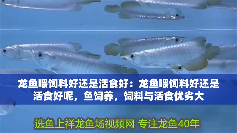 龍魚喂飼料好還是活食好：龍魚喂飼料好還是活食好呢，魚飼養(yǎng)，飼料與活食優(yōu)劣大