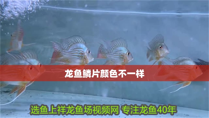 龍魚鱗片顏色不一樣