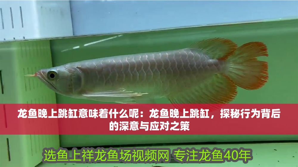 龍魚晚上跳缸意味著什么呢：龍魚晚上跳缸，探秘行為背后的深意與應對之策 龍魚晚上跳缸意味著什么呢：龍魚晚上跳缸，探秘行為背后的深意與應對之策 龍魚百科 第1張