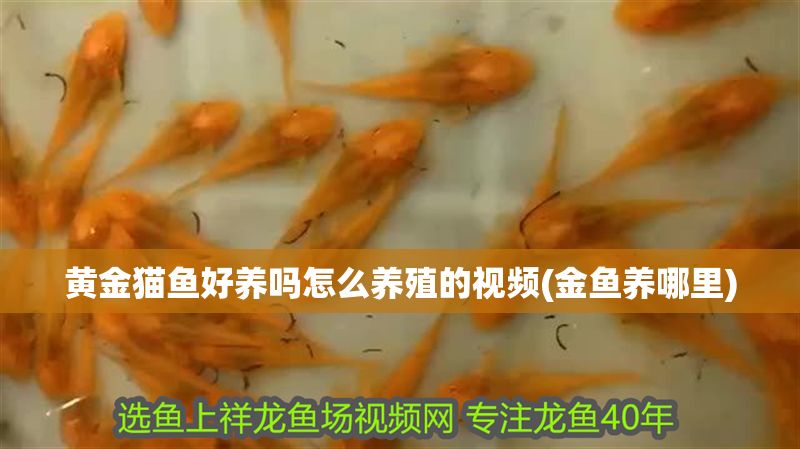黃金貓魚好養嗎怎么養殖的視頻(金魚養哪里)