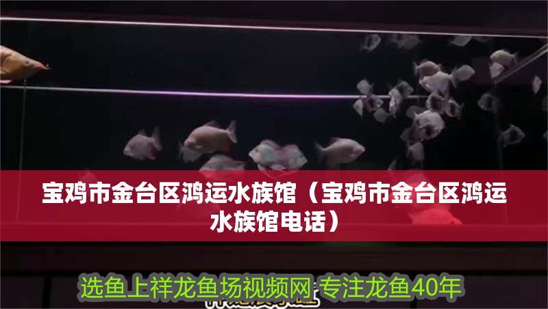 寶雞市金臺區(qū)鴻運水族館（寶雞市金臺區(qū)鴻運水族館電話）