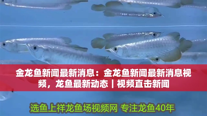 [2025]30公分斑馬鴨嘴魚：30公分斑馬鴨嘴魚的介紹，20250719特輯，30公分斑馬鴨嘴魚深度解析 [2025]30公分斑馬鴨嘴魚：30公分斑馬鴨嘴魚的介紹，20250719特輯，30公分斑馬鴨嘴魚深度解析 龍魚論壇